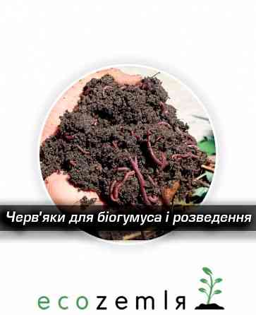 Черви старатель как калифорнийские семейство 1500шт для биогумуса рыбалки Докучаевск