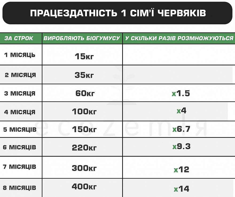 Черви старатель как калифорнийские семейство 1500шт для биогумуса рыбалки Докучаевск - изображение 5