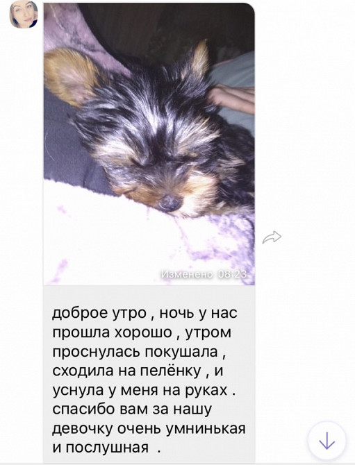 Малыши йорка Тельманово - изображение 2