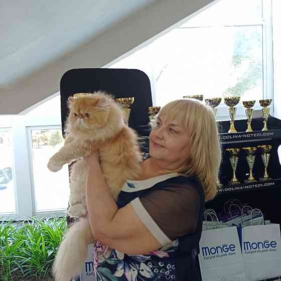 Персидские котята питомник регистрации WCF Мариуполь