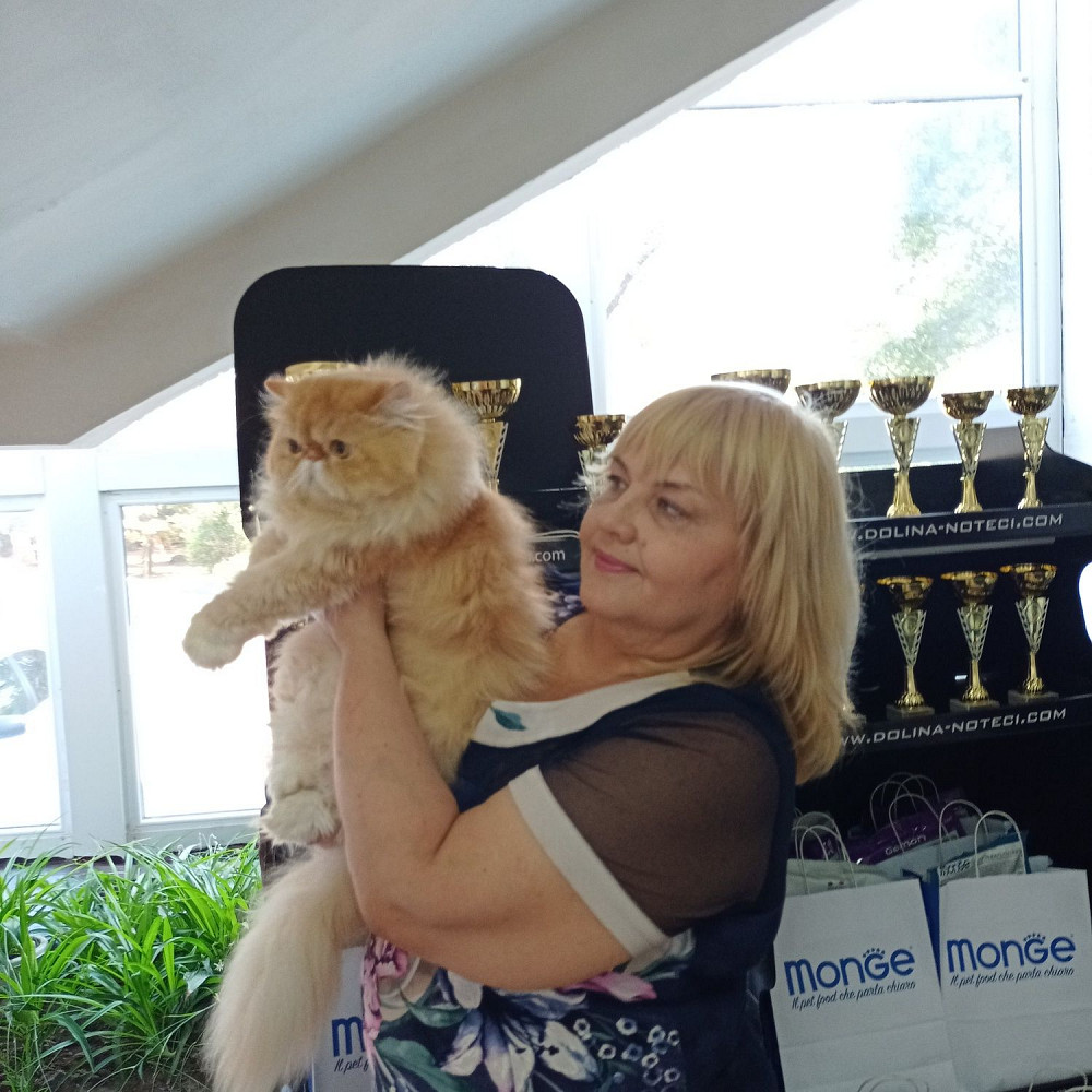 Персидские котята питомник регистрации WCF Мариуполь - изображение 1