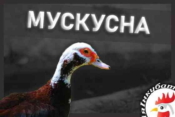 Мускусная (Индо) утка. Инкубационные яйца (Инкубатория UA) Зуевка