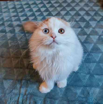 Шотландский котик с разными глазами. Харцызск