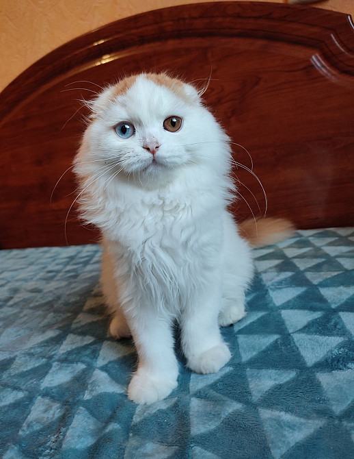 Шотландский котик с разными глазами. Харцызск - изображение 3