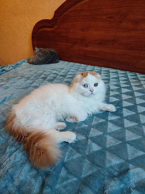 Шотландский котик с разными глазами. Харцызск - изображение 4