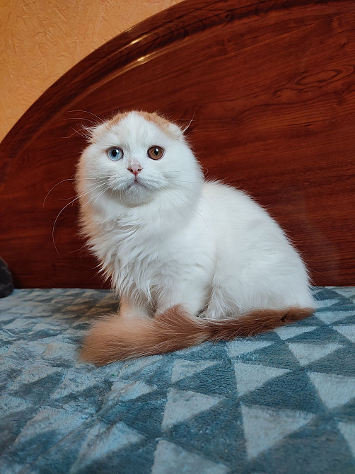 Шотландский котик с разными глазами. Харцызск - изображение 8