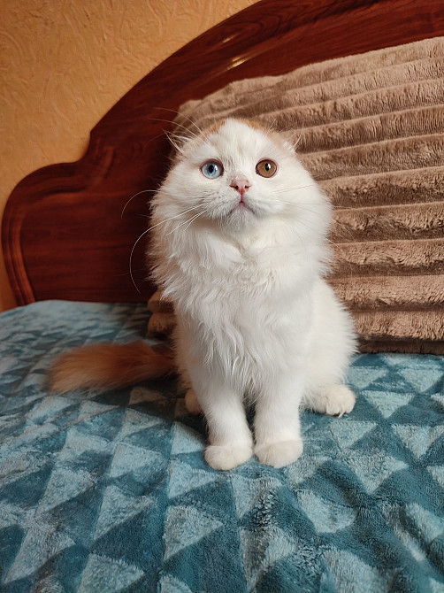 Шотландский котик с разными глазами. Харцызск - изображение 6