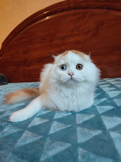 Шотландский котик с разными глазами. Харцызск - изображение 5