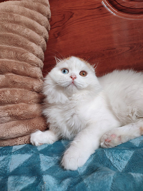 Шотландский котик с разными глазами. Харцызск - изображение 1