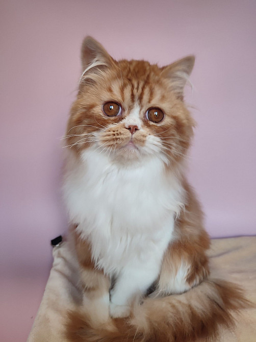 Шотландский рыжий котик Новоазовск - изображение 6