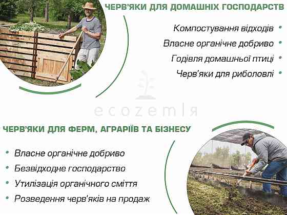 Черви старатель как калифорнийские семейство 1500шт для биогумуса рыбалки Димитров