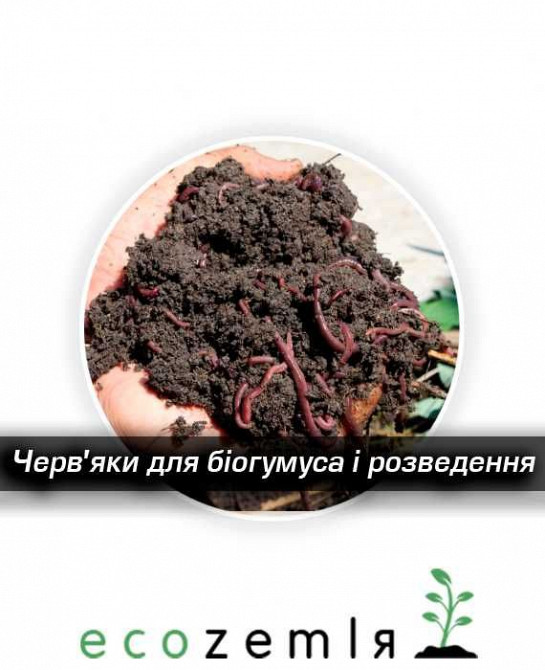 Черви старатель как калифорнийские семейство 1500шт для биогумуса рыбалки Димитров - изображение 1