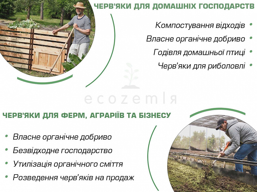 Черви старатель как калифорнийские семейство 1500шт для биогумуса рыбалки Димитров - изображение 3