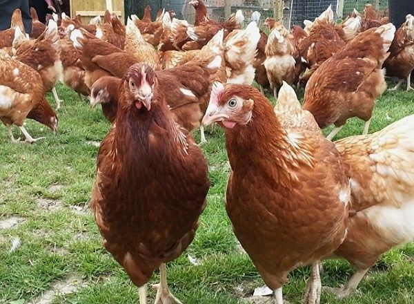 Инкубационное яйцо супер несушки Зугрэс - изображение 1