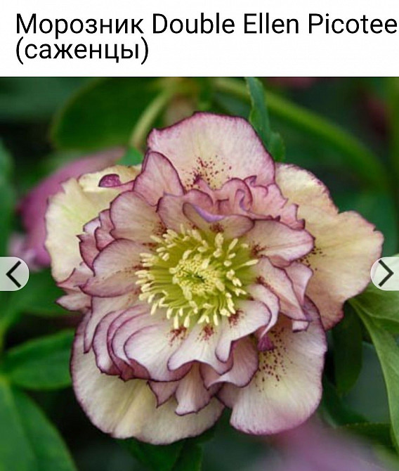 Морозники саженцы сортовые Александровка - изображение 1