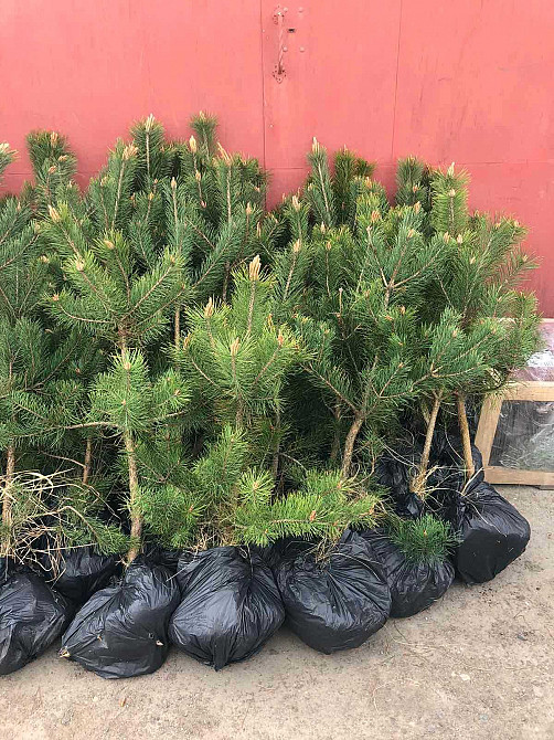 Купить саженцы кримской Сосни, саженцы Сосни. Мариуполь - изображение 7