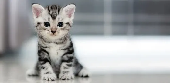 Котенок в хорошие руки Донецк
