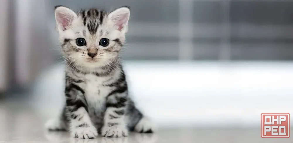 Котенок в хорошие руки Донецк - изображение 1